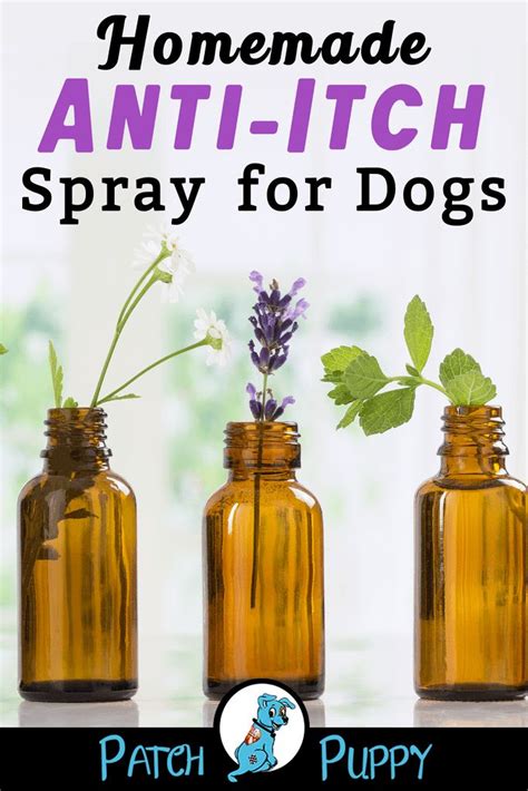 Homemade Dog Anti Itch Spray | Essential oils dogs, Dog dry skin, Dog anti itch spray