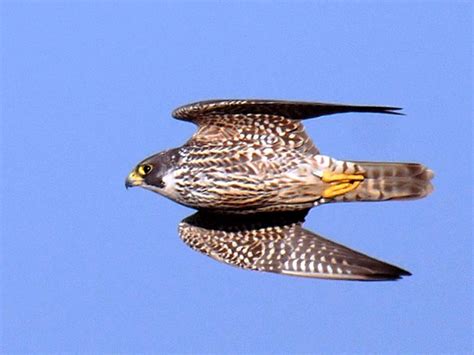 Spreebird wildlife: Shaheen SHAHEEN FALCON (Military state-bird of the Pakistan Air Force)