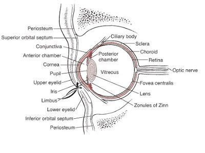 zonule | Examples of adjectives, Upper eyelid, Latin words