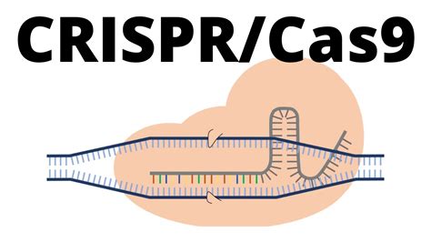 How CRISPR Cas9 works (animation explained in 1 minute) - YouTube