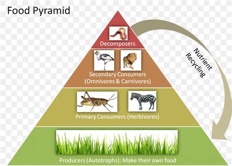 Food Chain Ecological Pyramid Food Web Trophic Level Ecology, PNG, 1526x1093px, Food Chain, Area ...