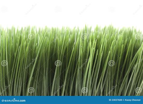 Green Grass on White Background Stock Photo - Image of organic, inside ...