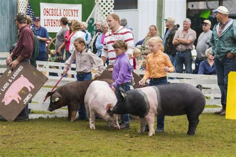 Osceola County Fair to focus on livestock, children