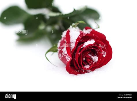 Red Rose in the snow Stock Photo - Alamy