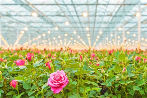 How Horticulture is turning the tables In Agriculture. - The Agrotech Daily