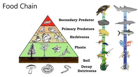 Which is a primary consumer?(a)Scavenger(b)Saprophyte(c)Carnivore(d)Herbivore