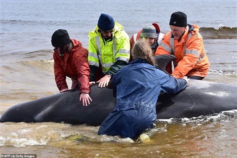 Rescuers forced to start putting down pilot whales in mass stranding ...