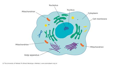 Antioxidants — Science Learning Hub