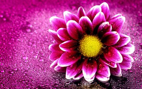 Pink Flower 4K Wallpapers | HD Wallpapers | ID #19676