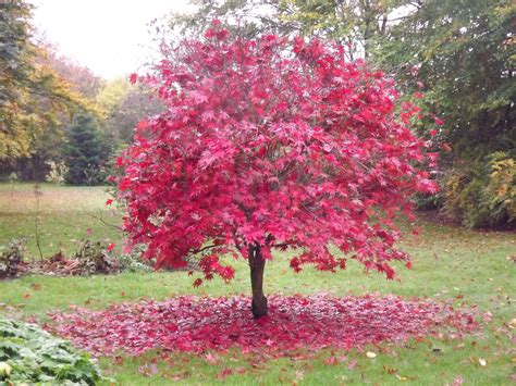 Acer Palmatum Atropurpurea (13) | Japanese maple varieties, Japanese ...