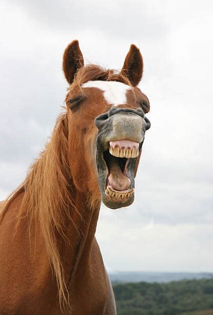 640+ Horse Mouth Open Photos Stock Photos, Pictures & Royalty-Free Images - iStock