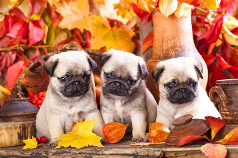 Pug Puppies Wallpaper (61+ images)