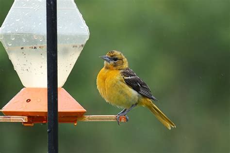 Where to Place An Oriole Feeder (Proven & Tested Advice) - Bird Informer