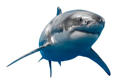 15+ Shark Transparent Images| Shark Transparent Background Images | Shark Transparent PNG