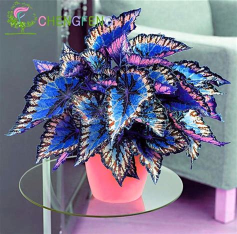 Coleus Plant - Database Plants