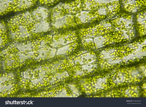 2,586 Microscopic Algae Water Images, Stock Photos & Vectors | Shutterstock