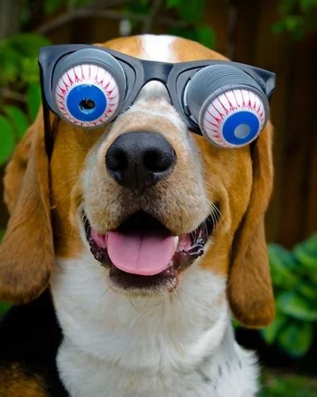 Top 10 Images of Dogs Wearing Silly Glasses