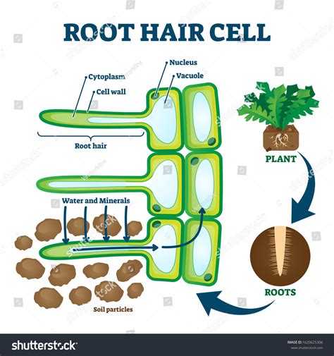 Root Cell Diagram