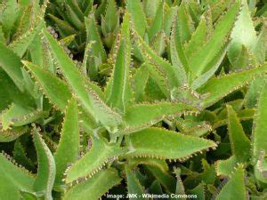 Mother of Thousands (or Millions) Plant Care - Growing Kalanchoe