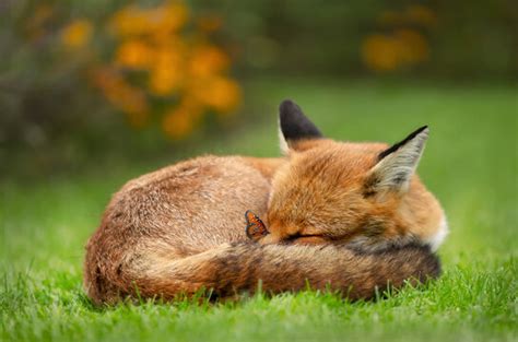 Baby Fox Sleeping On Car