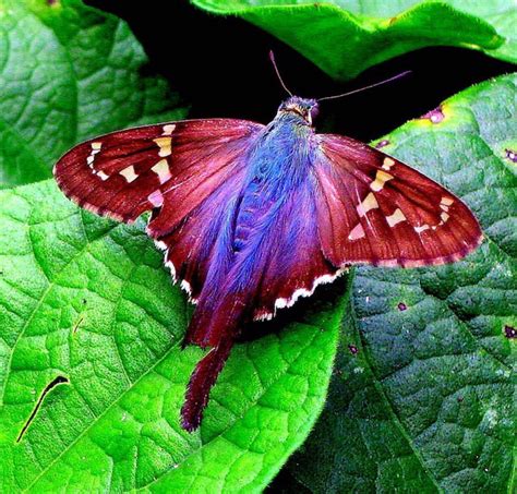 1/20/15 Nature Path Moth | Most beautiful butterfly, Beautiful ...