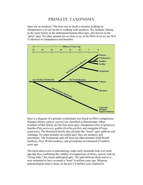 Primate Taxonomy Chart: A Visual Reference of Charts | Chart Master