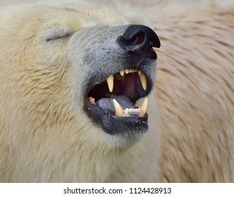 1,911 Polar bear teeth Images, Stock Photos & Vectors | Shutterstock