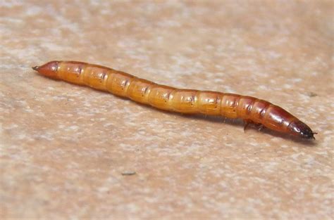 Wireworms - Soybean Pest - Soybean Research & Information Network - SRIN