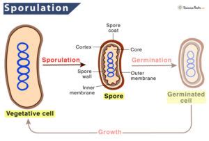 Sporulation – Definition, Process, Functions, Examples, and Diagrams