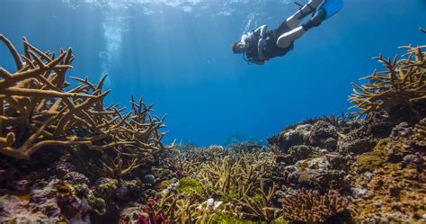 Why we need healthy coral reefs - Elemental Solutions