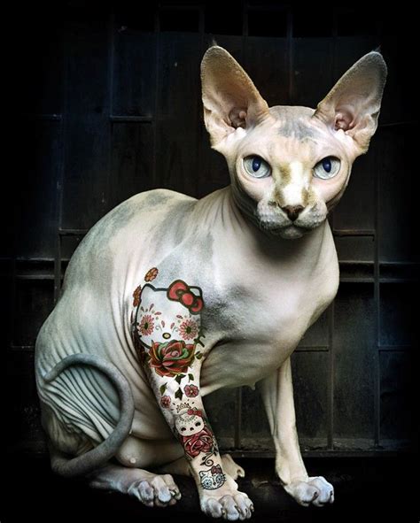 Tattooed hello kitty cat | Hairless cat, Cat tattoo, Cats