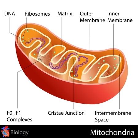 Cell Energy Production – How Cells Power Life | Cell Nutrition