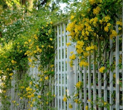 Carolina yellow jasmine Gelsemium sempervirens The Carolina jasmine is an attractive evergree ...