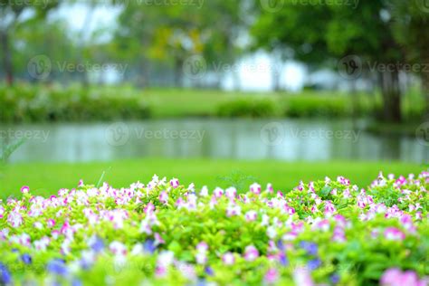 beautiful spring flowers in garden nature background 8952774 Stock ...