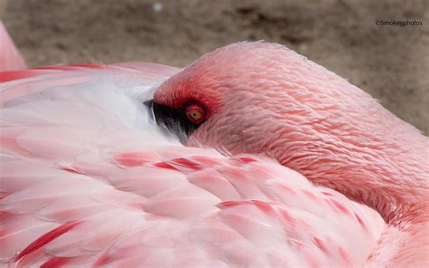 Up close : r/Flamingo