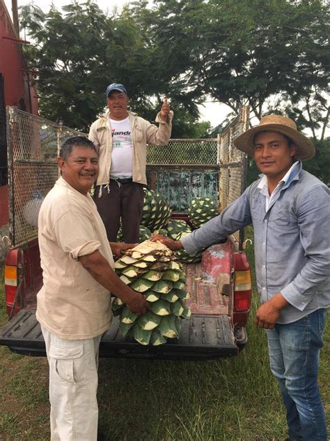 Harvesting Espadin Agave for Mezcal in My Front Yard: Teotitlan del Valle, Oaxaca | Oaxaca ...