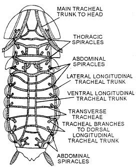 Describe the respiratory system of cockroach with the help of neat and labelled diagrams? (K&S ...