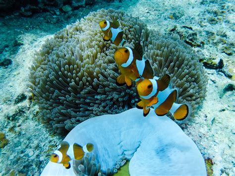 Snorkeling in Malaysia, Perhentian Islands - Sommertage