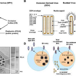 Baculovirus expression vectors over time. Various methods exist to... | Download Scientific Diagram