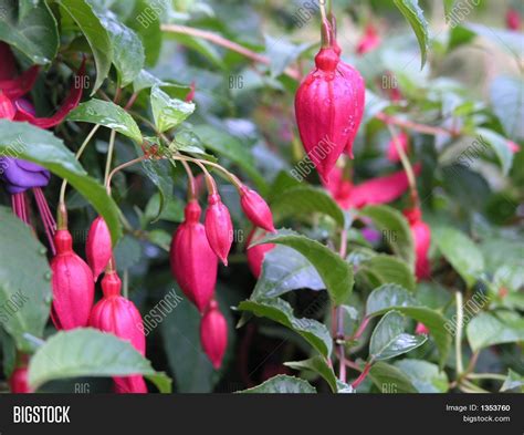 Fuchsia Flowers Image & Photo (Free Trial) | Bigstock