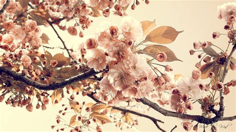 HD wallpaper: Vintage Flowers, pink cherry blossom, nature and ...