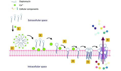 Schweigend Hütte Barmherzig daptomycin mechanism of action Bildung ...