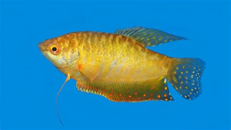 Gold Gourami Care Guide 101: Appearance & All |Updated| 2024