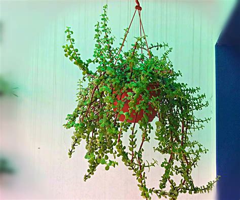 Grow Magnificent Jade Plant in Hanging Basket Easily : 5 Steps (with Pictures) - Instructables