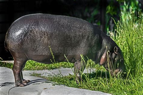 520 Hippopotamus Eating Grass Stock Photos - Free & Royalty-Free Stock ...