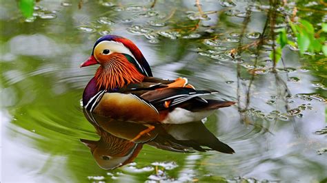 Mandarin Ducks Bird Type Duck From East Asia China Imported In The Uk Wallpapers Hd 3840x2160 ...