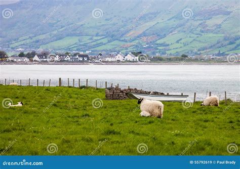 Sheep Along the Irish Countryside Stock Image - Image of green, boat ...