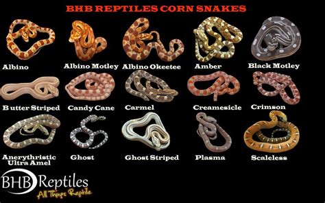 TEXAS Snake ID - Google Search | Texas snakes, Corn snake, Snake