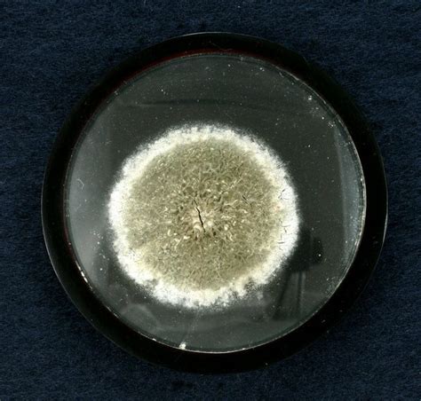 Penicillin mould presented to the Student Representative Council by Sir Alexander Fleming when ...