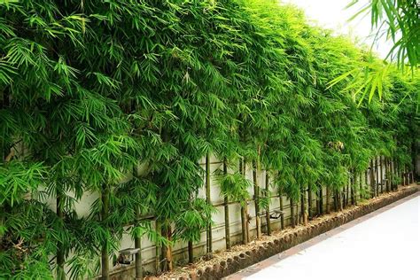 Bamboo For Privacy Screens: Best Screening Plants